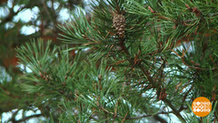 Лес начинается с семечка. Доброе утро. Фрагмент