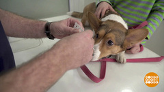 Защищаем собаку от клещей. Доброе утро. Суббота. Фрагмент