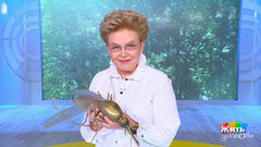 На кого полетит комар? Жить здорово! Анонс