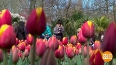 Целое море тюльпанов. Доброе утро. Фрагмент 