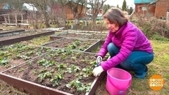 Дачники, берегите себя! Доброе утро. Фрагмент 