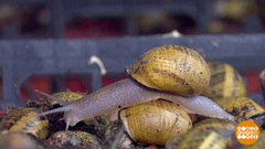 Дорогие мои улитки. Доброе утро. Фрагмент 