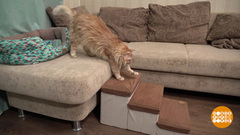 Счастливая старость почтенного кота. Доброе утро. Фрагмент