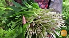 Черемша пошла! Доброе утро. Суббота. Фрагмент 