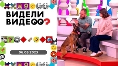 Умная собака, танец пионервожатой, конь играет в прятки. Видели видео? 