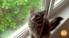 Отчего кошки не летают, как птицы?.. Доброе утро. Фрагмент 