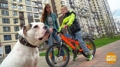 Ребенок, велосипед и собака. Доброе утро. Фрагмент 