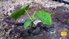 Дачная «экономика»: почем огурчики? Доброе утро. Фрагмент 