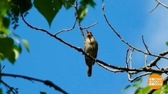 Соловьиная перепись. Доброе утро. Суббота. Фрагмент 