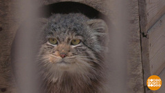 Дикие животные: спасти и сохранить. Доброе утро. Фрагмент 