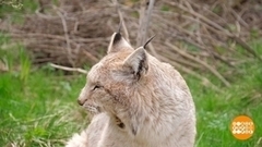 Как спасали рысят. Доброе утро. Фрагмент 