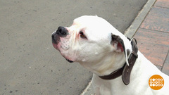 Собака бывает кусачей... Доброе утро. Фрагмент 