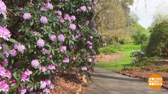 Что цветет в садах Кью? Доброе утро. Фрагмент 