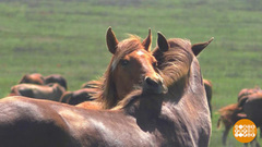 Лошади, которые гуляют сами по себе... Доброе утро. Фрагмент