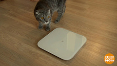 «Умные» весы: а что они умеют? Доброе утро. Фрагмент 