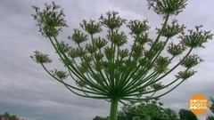 Как побороть борщевик? Доброе утро. Фрагмент 