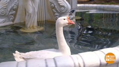 Ну ты и гусь, Малыш… Доброе утро. Фрагмент