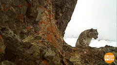 Снежные барсы не рычат. Но мурлыкают… Доброе утро. Фрагмент 