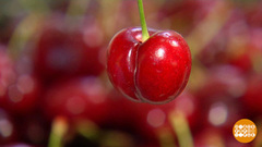 Выбираем черешню. Доброе утро. Фрагмент 