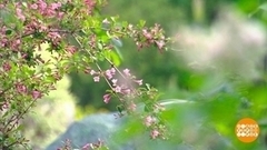 Поллиноз, уходи! Доброе утро. Фрагмент 