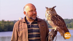 Сергей Ярцев и филин Варя. Доброе утро. Суббота. Фрагмент 