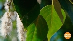 Тополиный пух: уже летит. Доброе утро. Фрагмент 