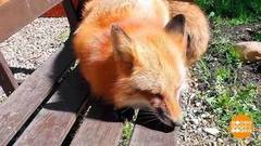 Дикие животные в большом городе. Доброе утро. Фрагмент 