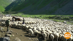 Большое летнее переселение овец. Доброе утро. Фрагмент