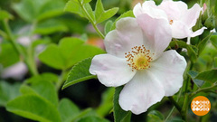 Цвети, свобориное дерево! Доброе утро. Фрагмент