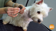 Белым собачкам — особый уход! Доброе утро. Фрагмент 