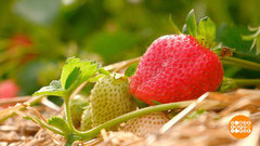 Клубника: вкуснотища какая! Доброе утро. Фрагмент