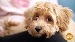 Включите собаке музыку! Доброе утро. Фрагмент 