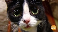 Добро пожаловать в кошачью страну! Доброе утро. Фрагмент 