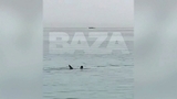 В египетской Хургаде акула насмерть загрызла мужчину на глазах очевидцев