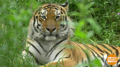 Редкие животные: спасти и приумножить. Праздничный канал. Фрагмент 