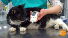 Как измерить коту уровень глюкозы.  Доброе утро. Фрагмент 