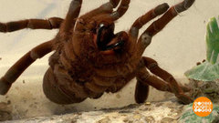 Такие милые... Пауки. Доброе утро. Фрагмент