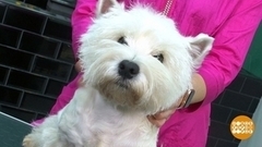 Стрижка для бобика. Доброе утро. Фрагмент 