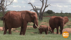 Слоны хотят кассавы. Доброе утро. Фрагмент 