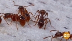 Муравьи против комаров. Доброе утро. Фрагмент 