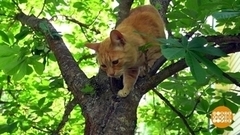 Снимаем кошку с дерева. Доброе утро. Фрагмент 