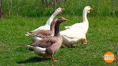 Живность на даче: а соседи не против? Доброе утро. Фрагмент