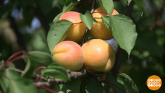 Абрикосы: в поисках самого сладкого. Доброе утро. Фрагмент