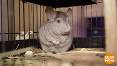 Шиншилла, зверь с характером… Доброе утро. Фрагмент 