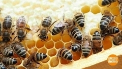 Медовый урожай: майский пошел! Доброе утро. Суббота. Фрагмент