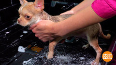 Водные процедуры для щенка. Доброе утро. Фрагмент