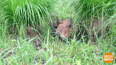 Не спугните олененка! Доброе утро. Фрагмент 