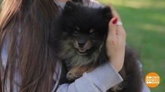 На прогулку с маленькой собачкой. Доброе утро. Фрагмент 