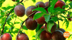 Слива или алыча? Доброе утро. Фрагмент 