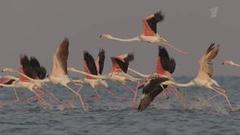 Султанат Оман. Аравийское чудо. Фильм второй. Анонс